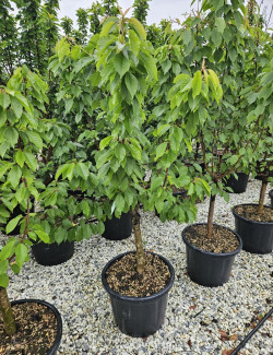 CERISIER NAIN En pot de 50-70 litres extra