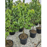 CERISIER NAIN (Prunus avium) En pot de 50-70 litres extra