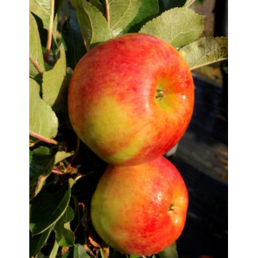 POMMIER NAIN (Malus domestica)