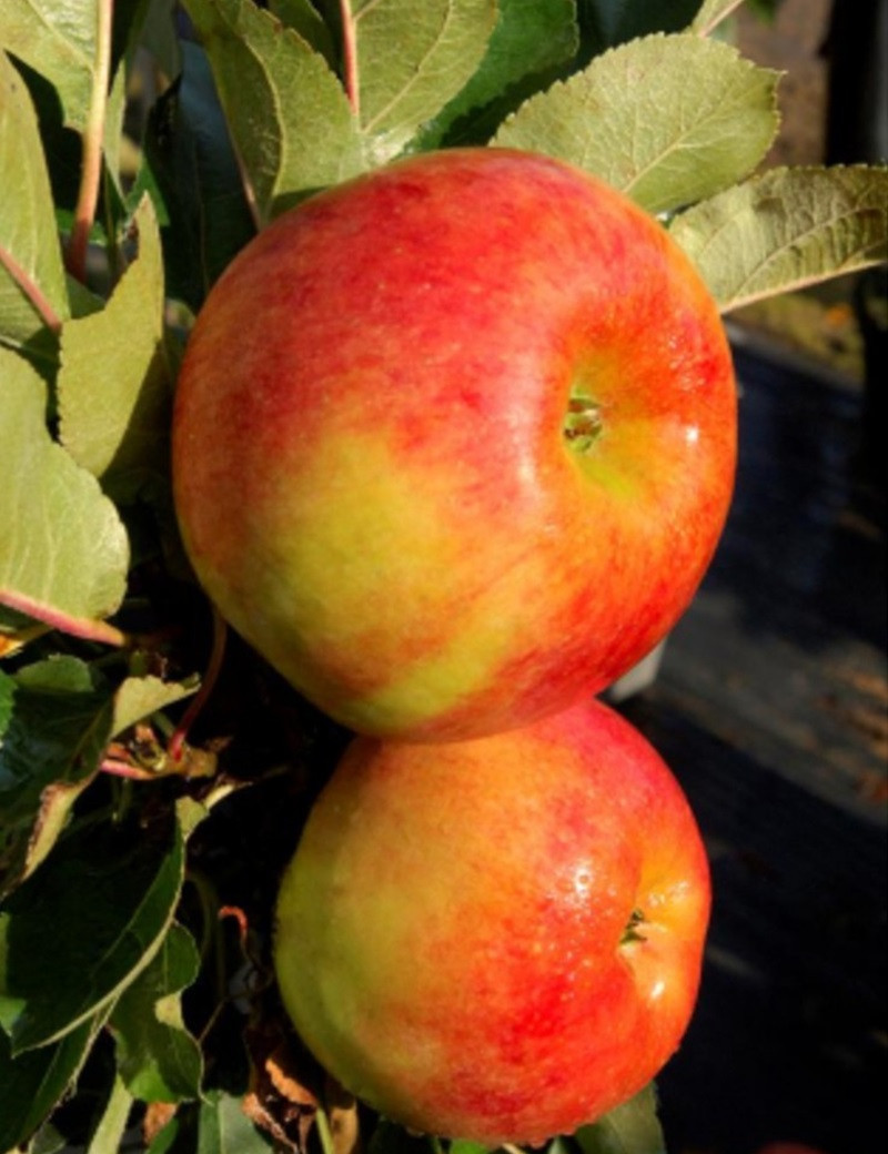 POMMIER NAIN (Malus domestica)