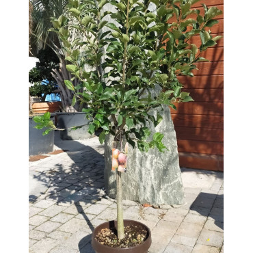 POMMIER NAIN (Malus domestica) En pot de 10-12 litres extra