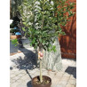 POMMIER NAIN (Malus domestica) En pot de 10-12 litres extra