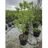 POMMIER NAIN (Malus domestica) En pot de 50-70 litres extra