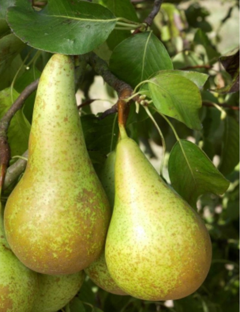 POIRIER NAIN (Pyrus communis)