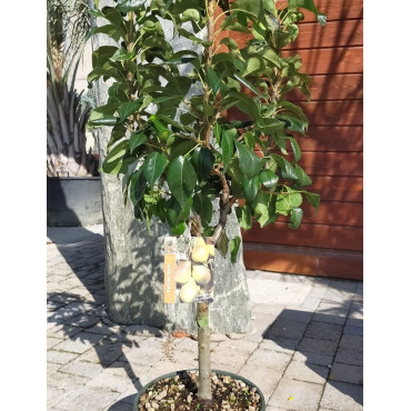 POIRIER NAIN (Pyrus communis) En pot de 10-12 litres extra