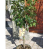 POIRIER NAIN (Pyrus communis) En pot de 10-12 litres extra