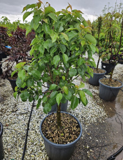 POIRIER NAIN En pot de 50-70 litres extra