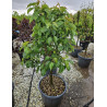 POIRIER NAIN (Pyrus communis) En pot de 50-70 litres extra