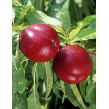NECTARINIER NAIN (Prunus persica)