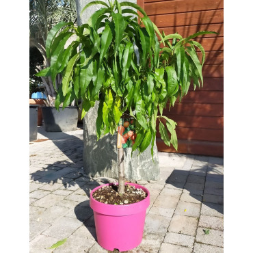 NECTARINIER NAIN (Prunus persica) En pot de 10-12 litres extra