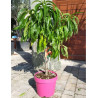 NECTARINIER NAIN (Prunus persica) En pot de 10-12 litres extra