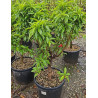 NECTARINIER NAIN (Prunus persica) En pot de 50-70 litres extra