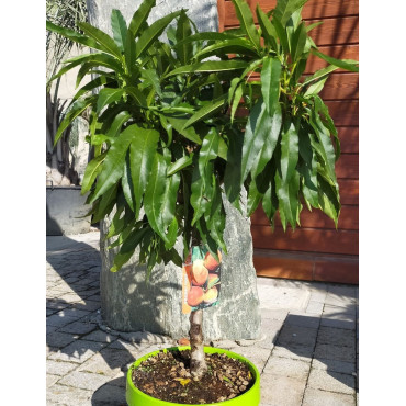 PÊCHER NAIN (Prunus persica) En pot de 10-12 litres extra