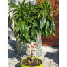 PÊCHER NAIN (Prunus persica) En pot de 10-12 litres extra