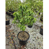 PÊCHER NAIN (Prunus persica) En pot de 50-70 litres extra