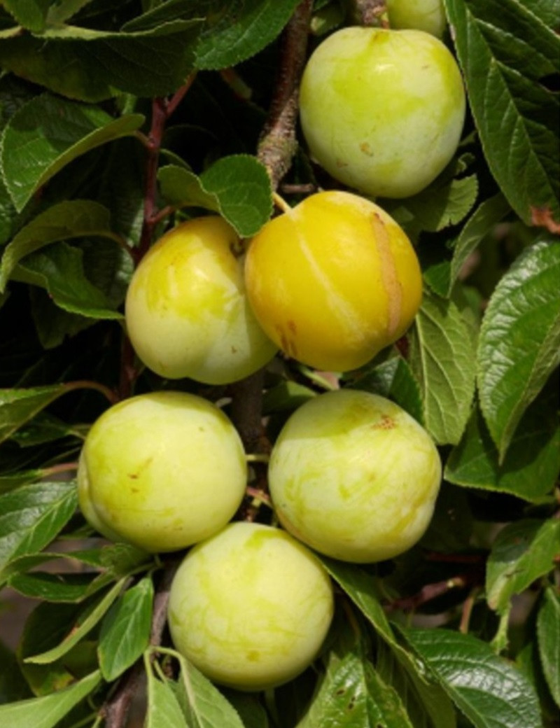 PRUNIER NAIN  (Prunier domestica)