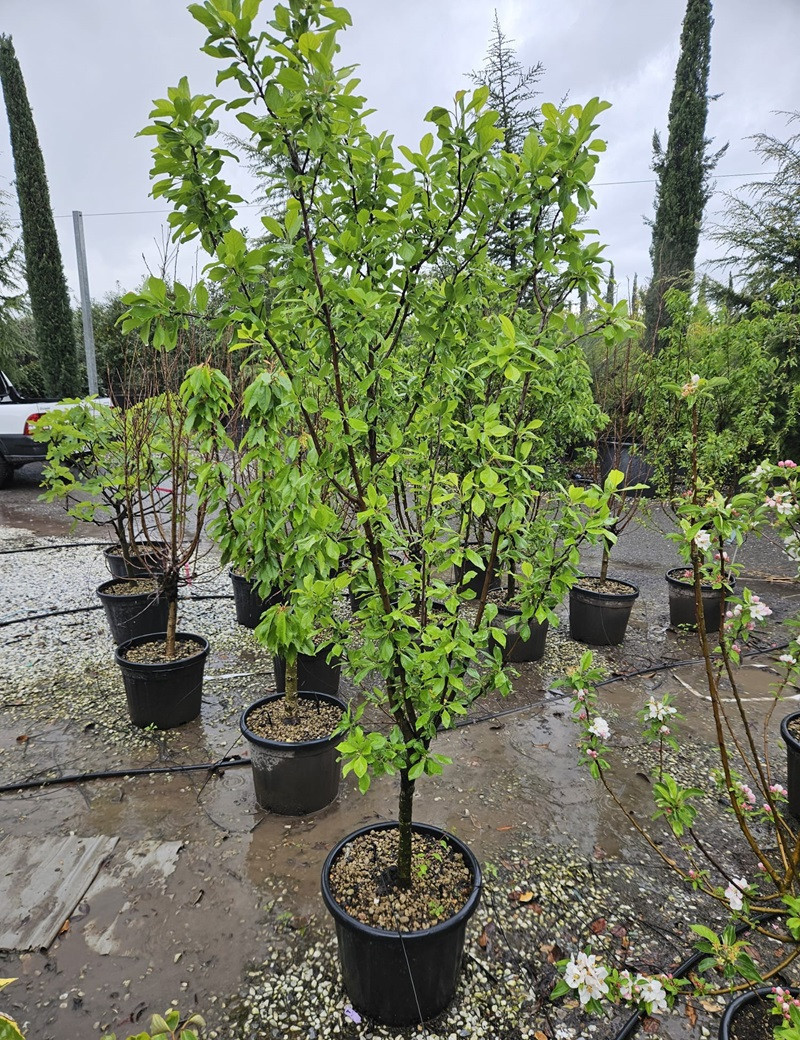 Prunier Damas Bleu DWARF/NAIN
