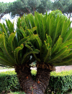 CYCAS revouluta