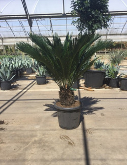 CYCAS revouluta