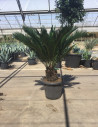 CYCAS revouluta