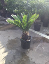 CYCAS revouluta