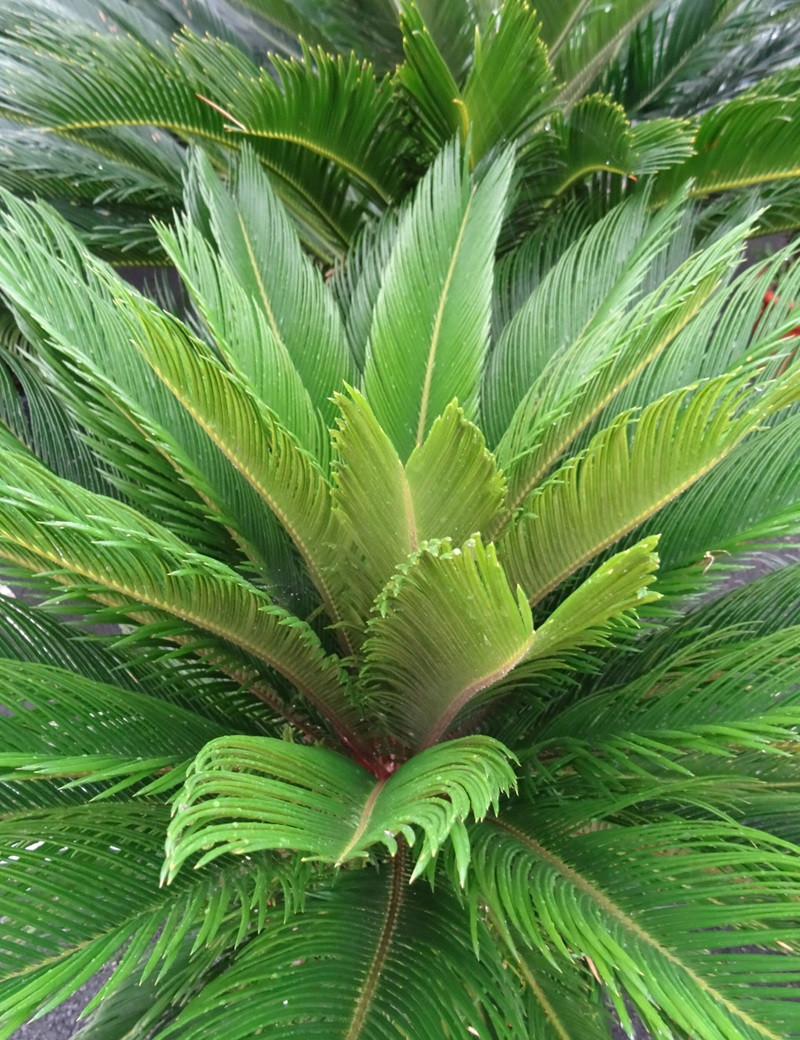 CYCAS revouluta (Cycas du Japon, Sagoutier, Sagou du Japon)