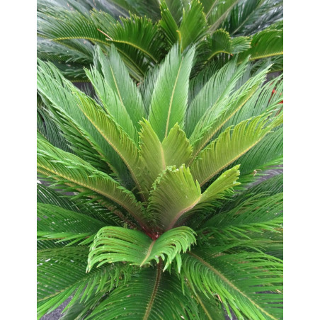 CYCAS revouluta (Cycas du Japon, Sagoutier, Sagou du Japon)