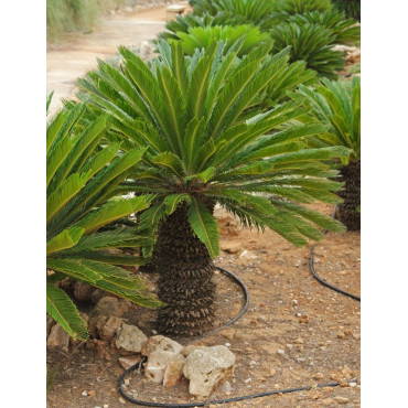 CYCAS revouluta (Cycas du Japon, Sagoutier, Sagou du Japon)