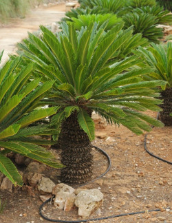 CYCAS revouluta