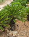 CYCAS revouluta