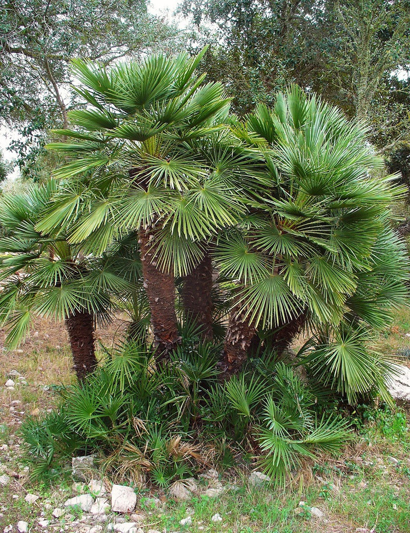 CHAMAEROPS humilis (Palmier nain)