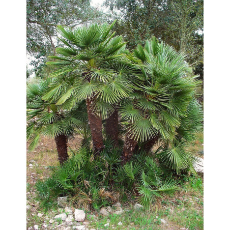 CHAMAEROPS humilis (Palmier nain)