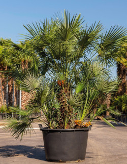 Palmier nain rustique (chamaerops humilis)