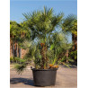 CHAMAEROPS humilis (Palmier nain) En pot de 210-230 litres forme cépée