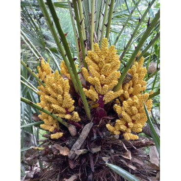 CHAMAEROPS humilis (Palmier nain)