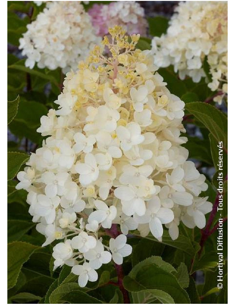 HYDRANGEA paniculata SILVER DOLLAR HYDRANGEA paniculata SILVER DOLLAR