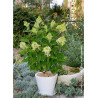 HYDRANGEA paniculata  SILVER DOLLAR