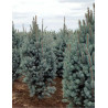 PICEA pungens ISELI FASTIGIATE (Épicéa bleu)