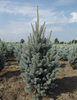 PICEA pungens ISELI FASTIGIATE (Épicéa bleu)