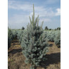 PICEA pungens ISELI FASTIGIATE (Épicéa bleu)