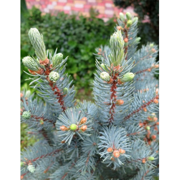 PICEA pungens ISELI FASTIGIATE (Épicéa bleu)