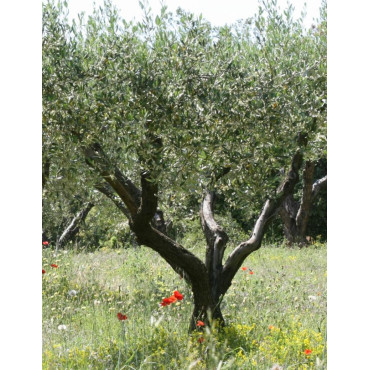 OLEA EUROPAEA (Olivier, Olivier commun, Olivier d'Europe)