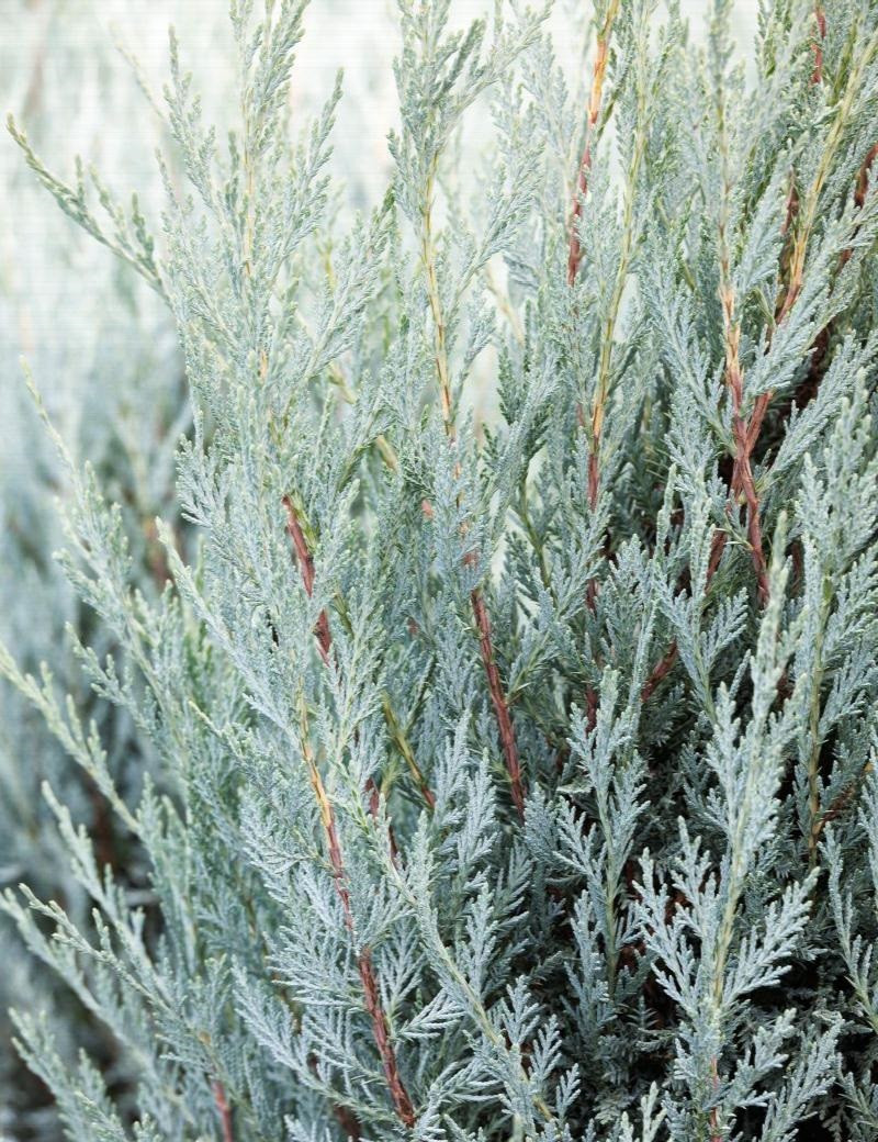 JUNIPERUS scopulorum MOONGLOW (Genévrier)