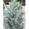 JUNIPERUS scopulorum MOONGLOW (Genévrier)