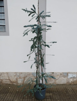 EUCALYPTUS pulverulenta BAY BLUE En pot de 20-25 litres
