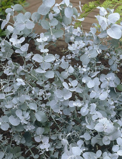 EUCALYPTUS pulverulenta BAY BLUE
