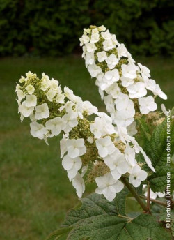 HYDRANGEA quercifolia APPLAUSE