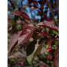 MALUS MOKUM