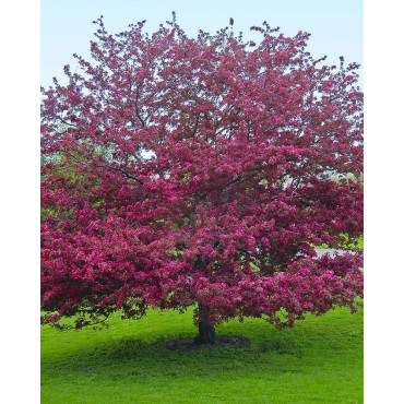 MALUS PROFUSION (Pommier d'ornement)