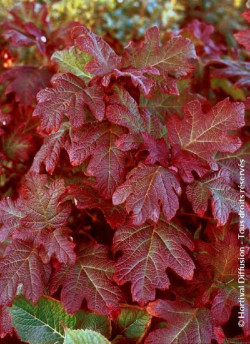 HYDRANGEA quercifolia APPLAUSE
